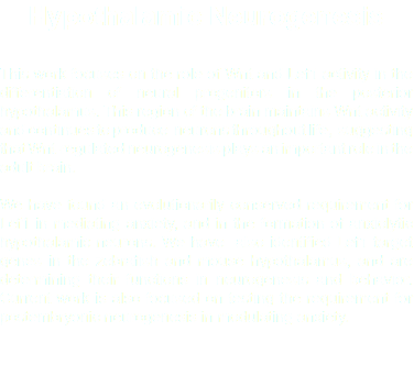 Hypothalamic Neurogenesis This work focuses on the role of Wnt and Lef1 activity in the differentiation of neural progenitors in the posterior hypothalamus. This region of the brain maintains Wnt activity and continues to produce neurons throughout life, suggesting that Wnt-regulated neurogenesis plays an important role in the adult brain. We have found an evolutionarily conserved requirement for Lef1 in mediating anxiety, and in the formation of anxiolytic hypothalamic neurons. We have also identified Lef1 target genes in the zebrafish and mouse hypothalamus, and are determining their functions in neurogenesis and behavior. Current work is also focused on testing the requirement for postembryonic neurogenesis in modulating anxiety. 